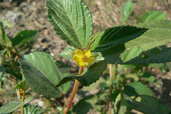 Corchorus olitorius
